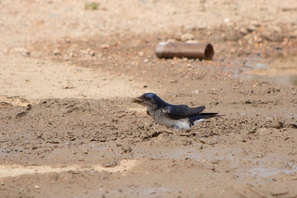 Gray-breasted Martin - ML643314627