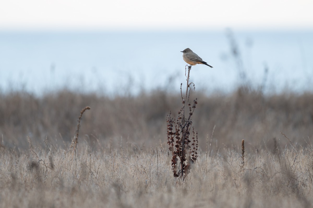 Say's Phoebe - ML643314628