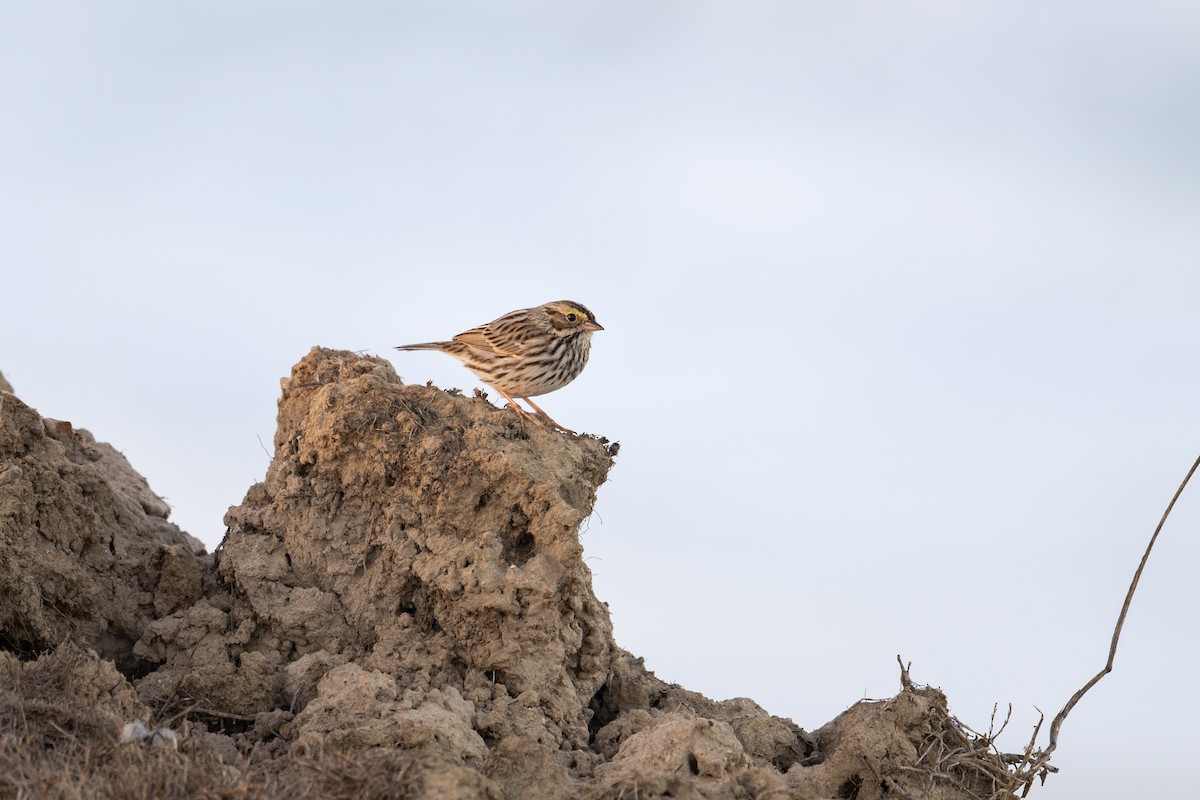 Savannah Sparrow - ML643314633