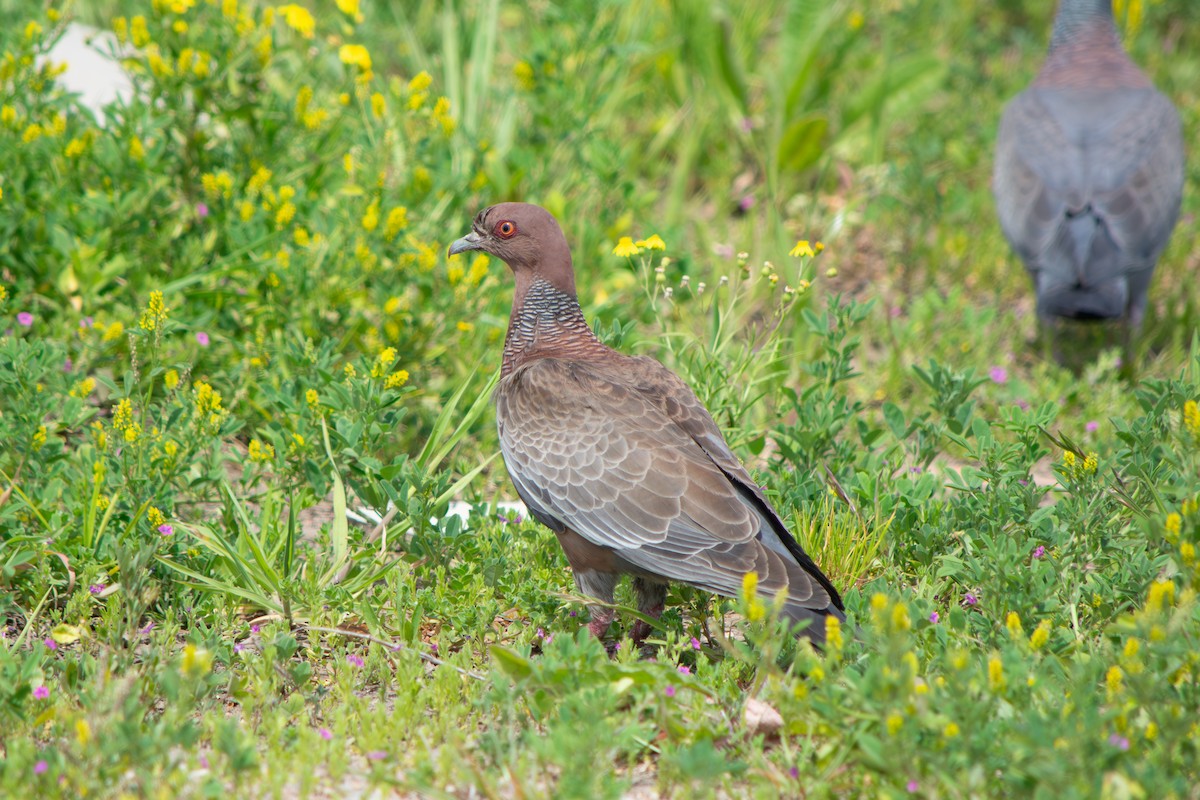 Picazuro Pigeon - ML643314635
