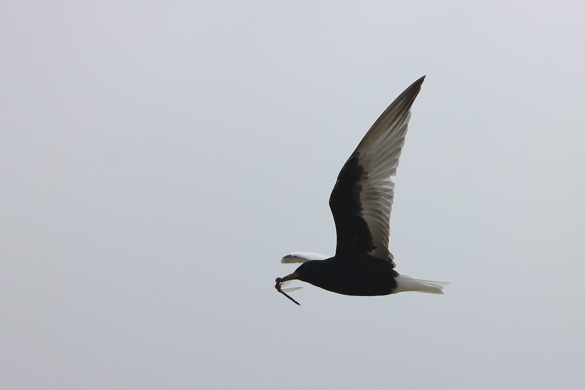 White-winged Tern - ML643314637