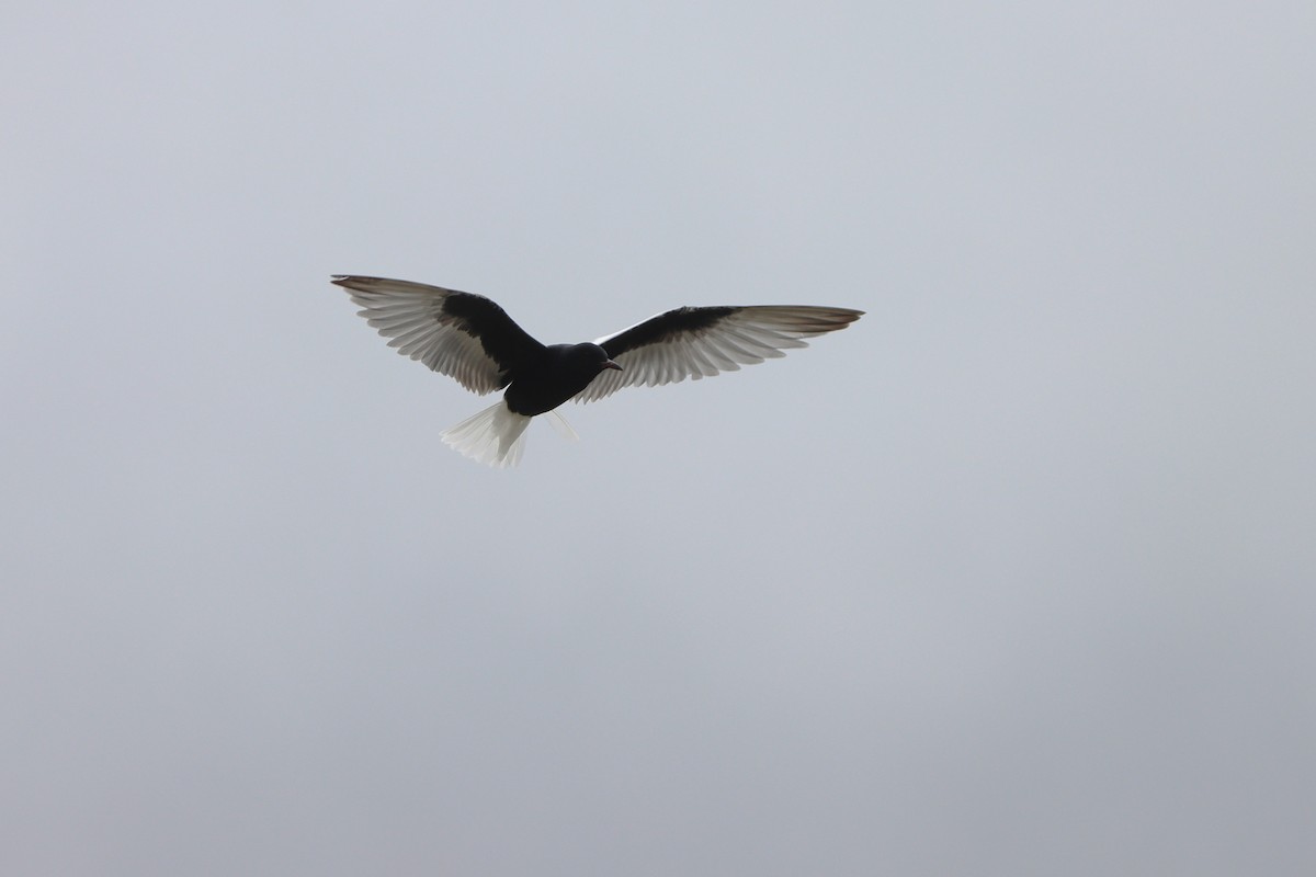 White-winged Tern - ML643314638