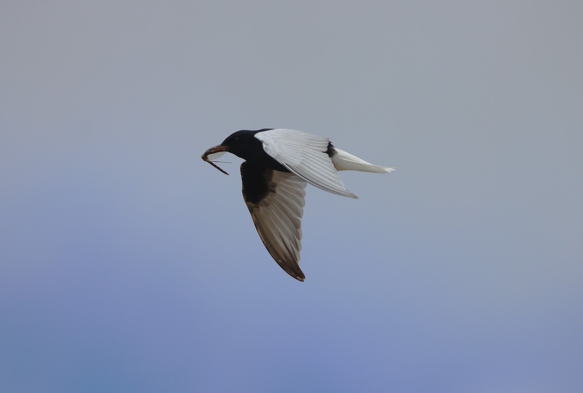 White-winged Tern - ML643314639