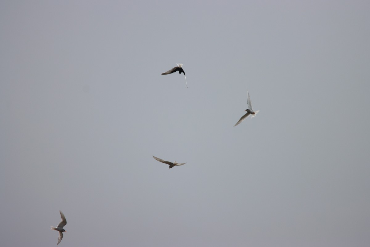 White-winged Tern - ML643314641