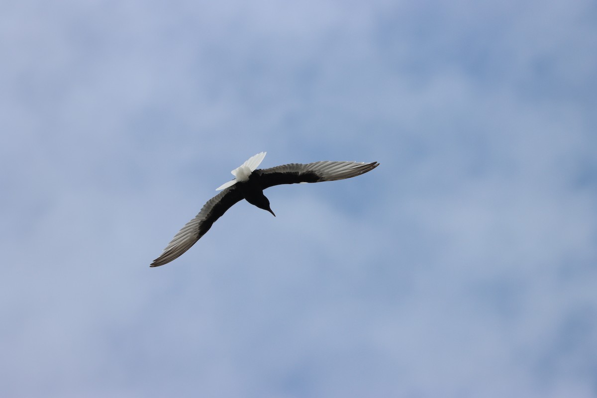 White-winged Tern - ML643314642