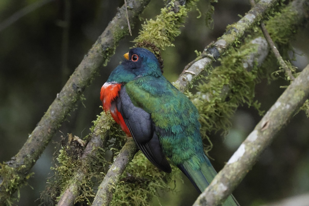 Trogon masqué - ML643314654