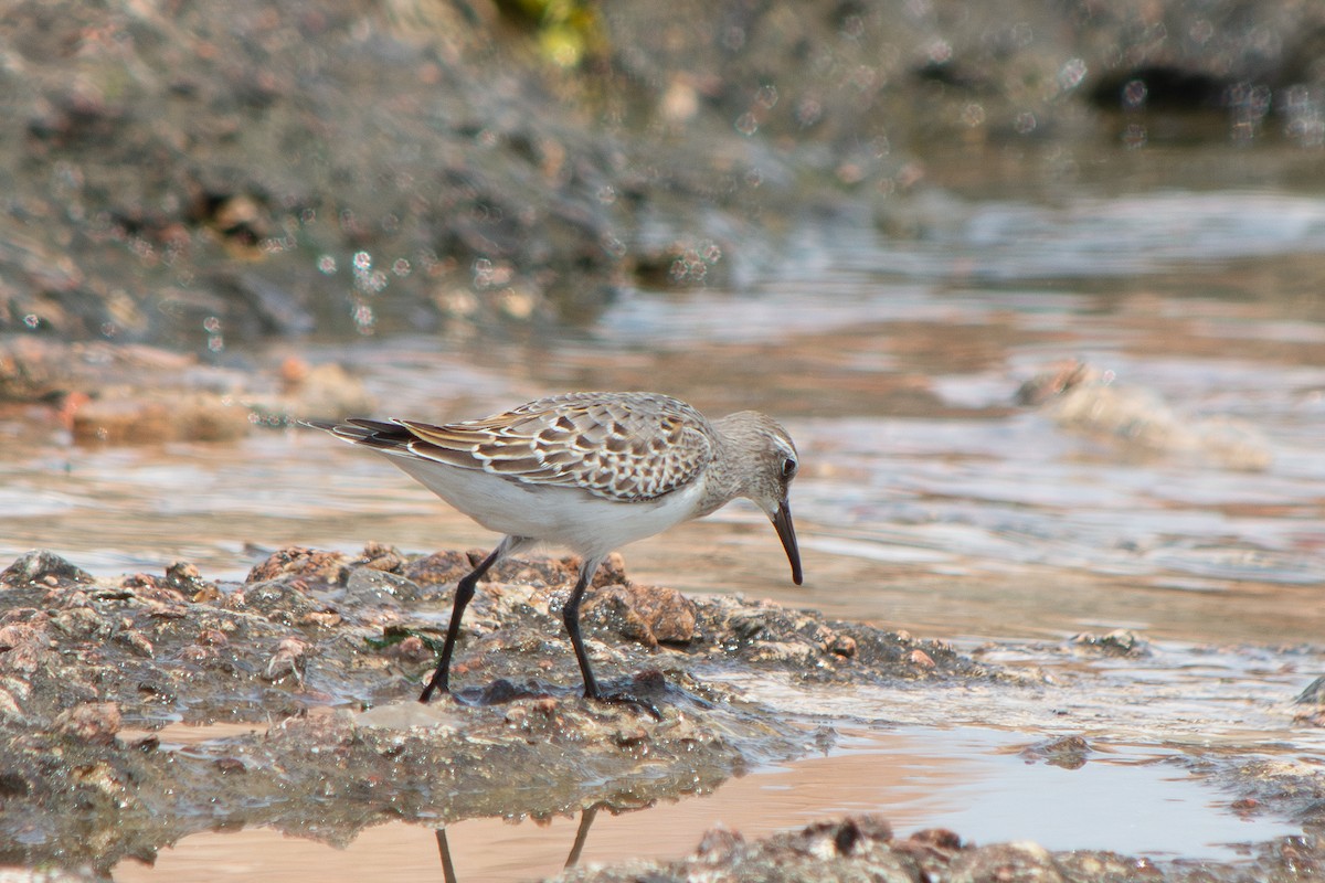 White-rumped Sandpiper - ML643314663