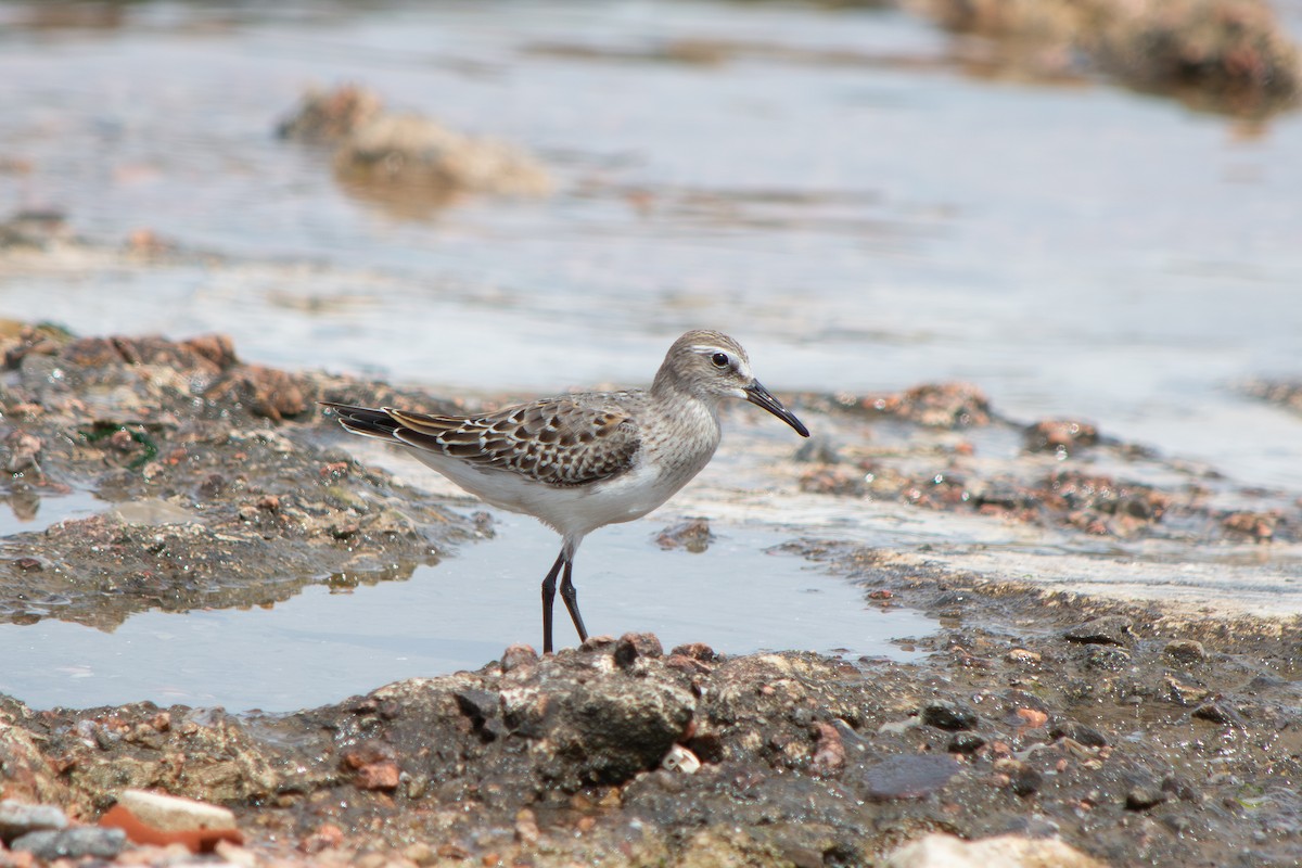 White-rumped Sandpiper - ML643314665