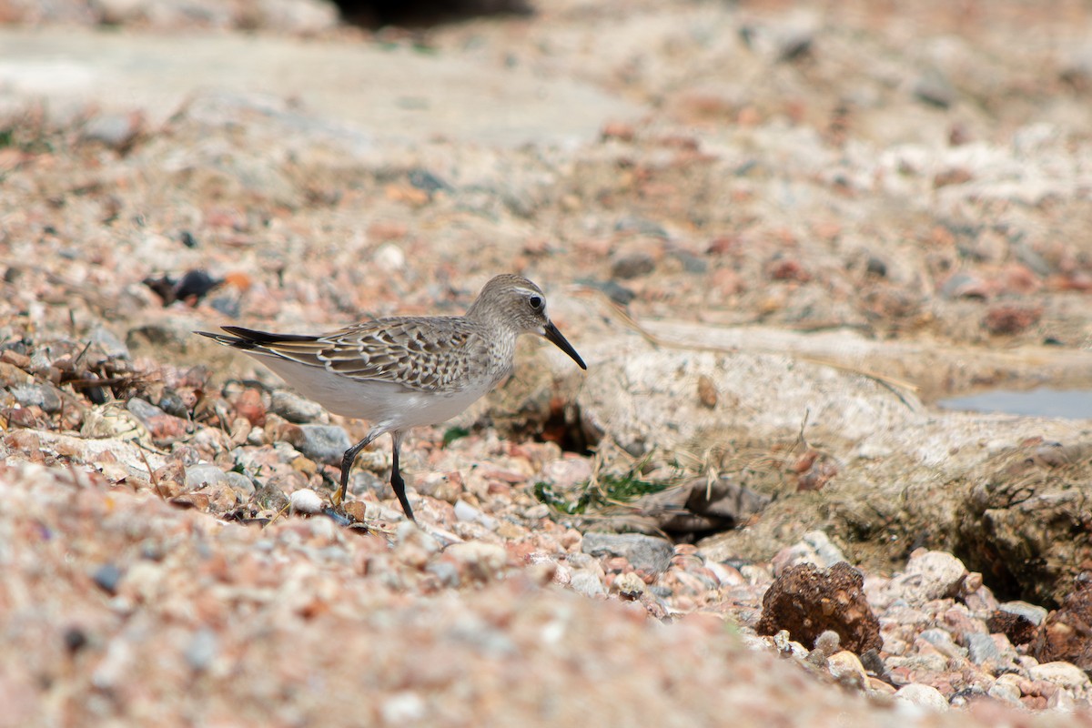 White-rumped Sandpiper - ML643314666