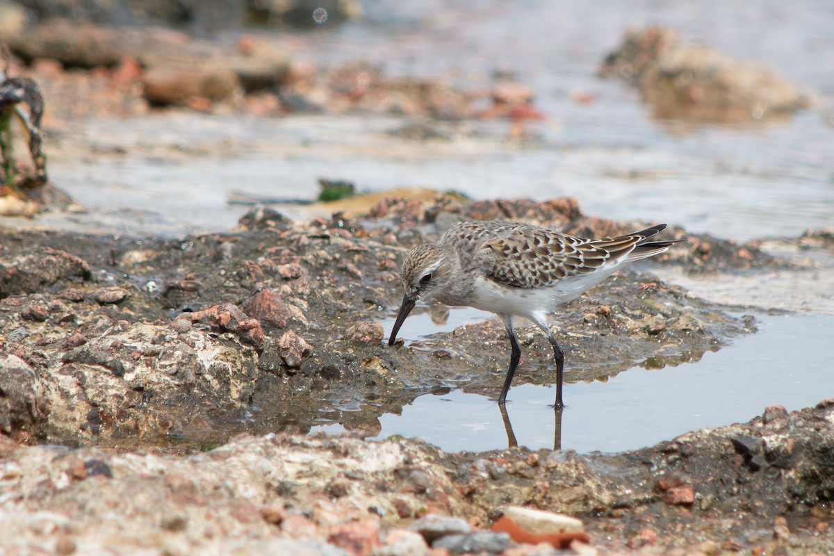 White-rumped Sandpiper - ML643314667