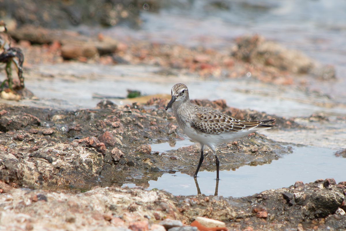 White-rumped Sandpiper - ML643314668