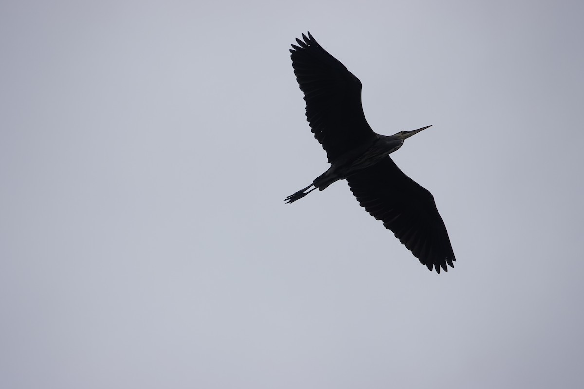 Great Blue Heron - ML643314682