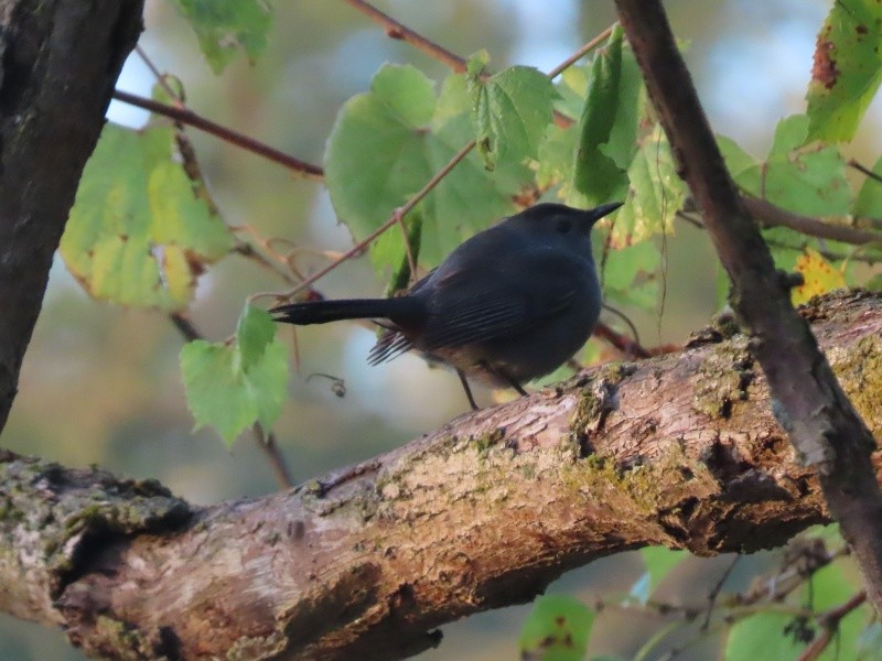 Gray Catbird - ML643314697