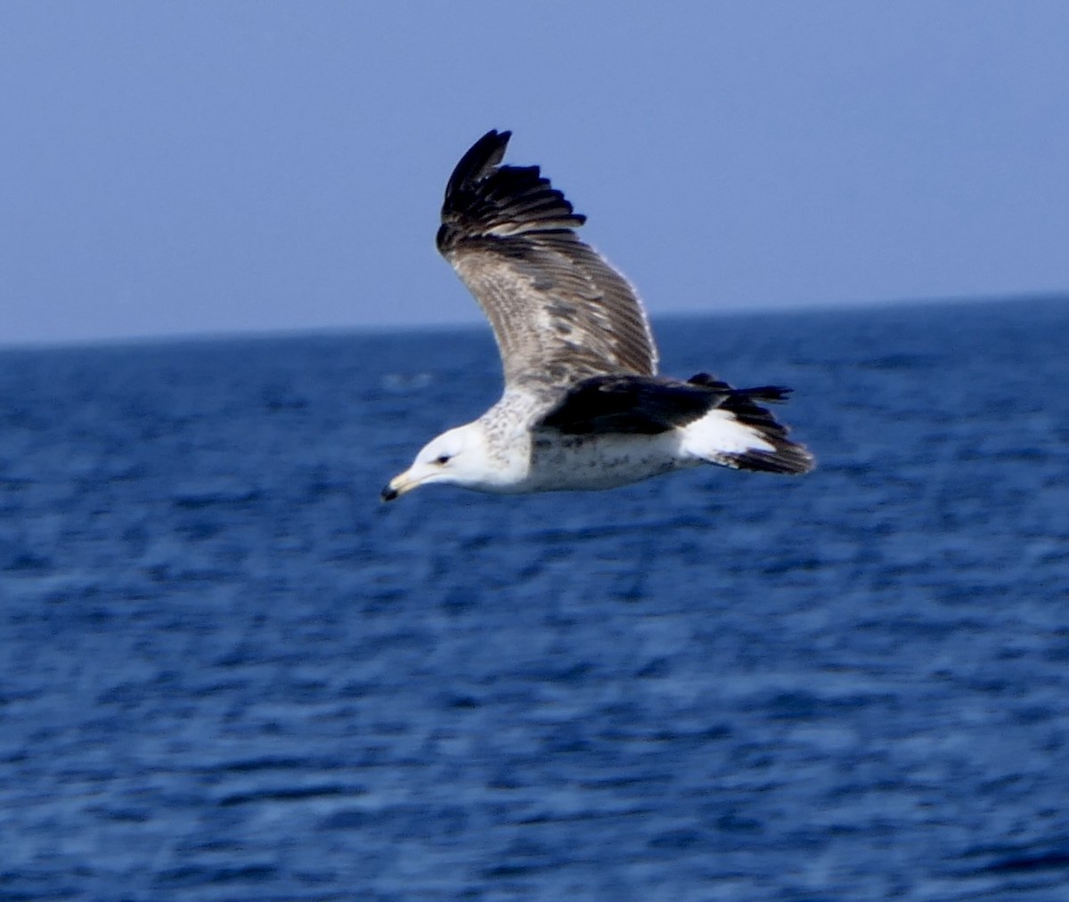 racek pruhoocasý - ML643314700