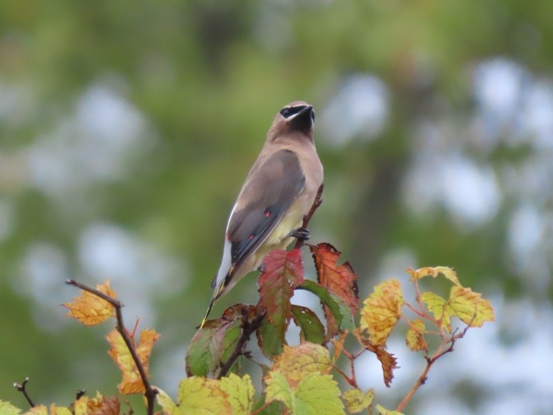 Cedar Waxwing - ML643314707