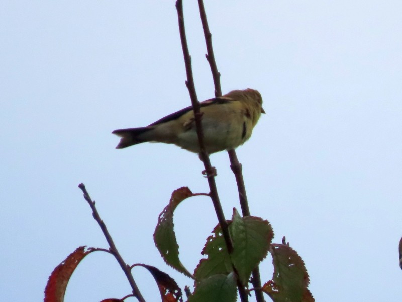 American Goldfinch - ML643314721