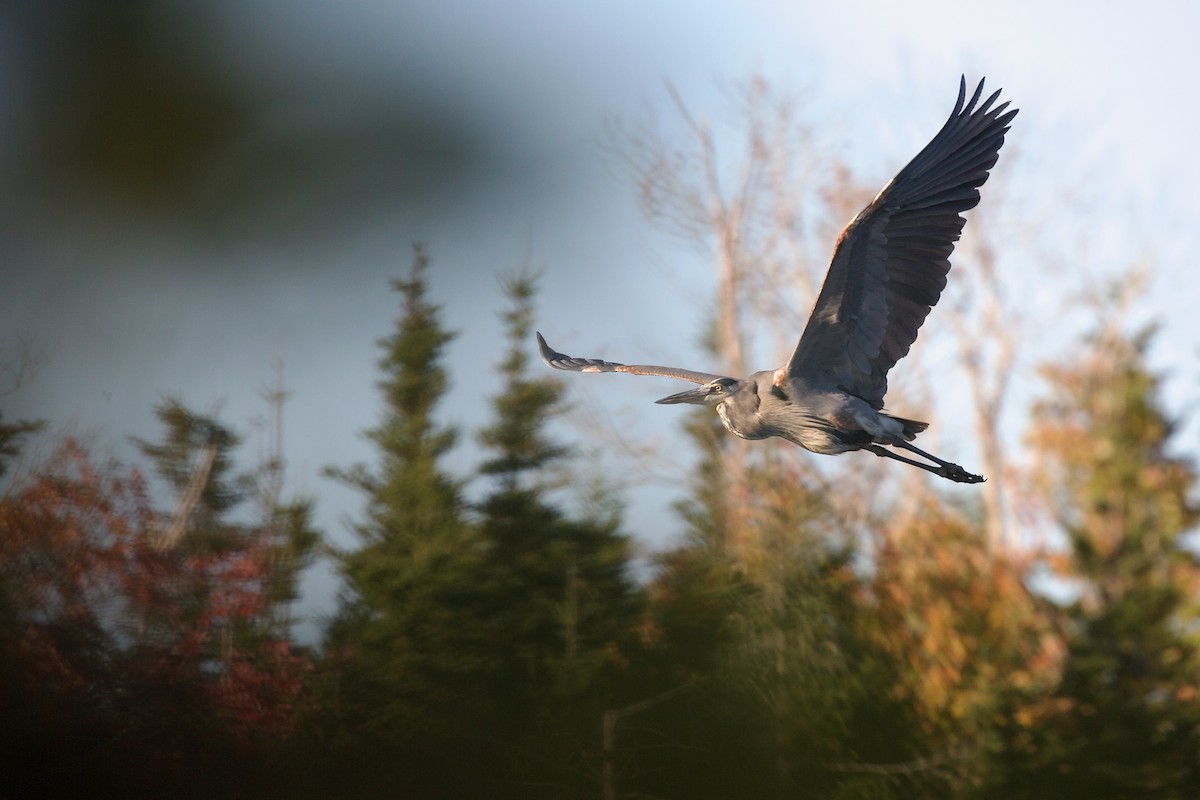 Great Blue Heron - ML643314722