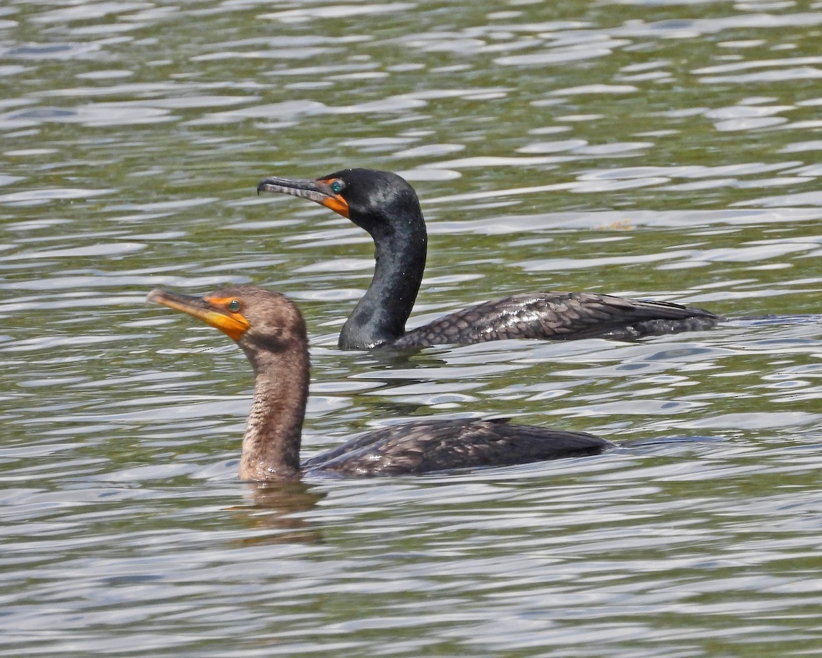 Double-crested Cormorant - ML643314739