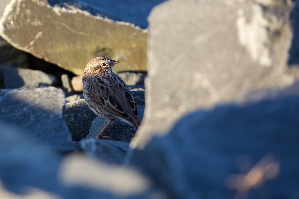 Savannah Sparrow (Ipswich) - ML643314740
