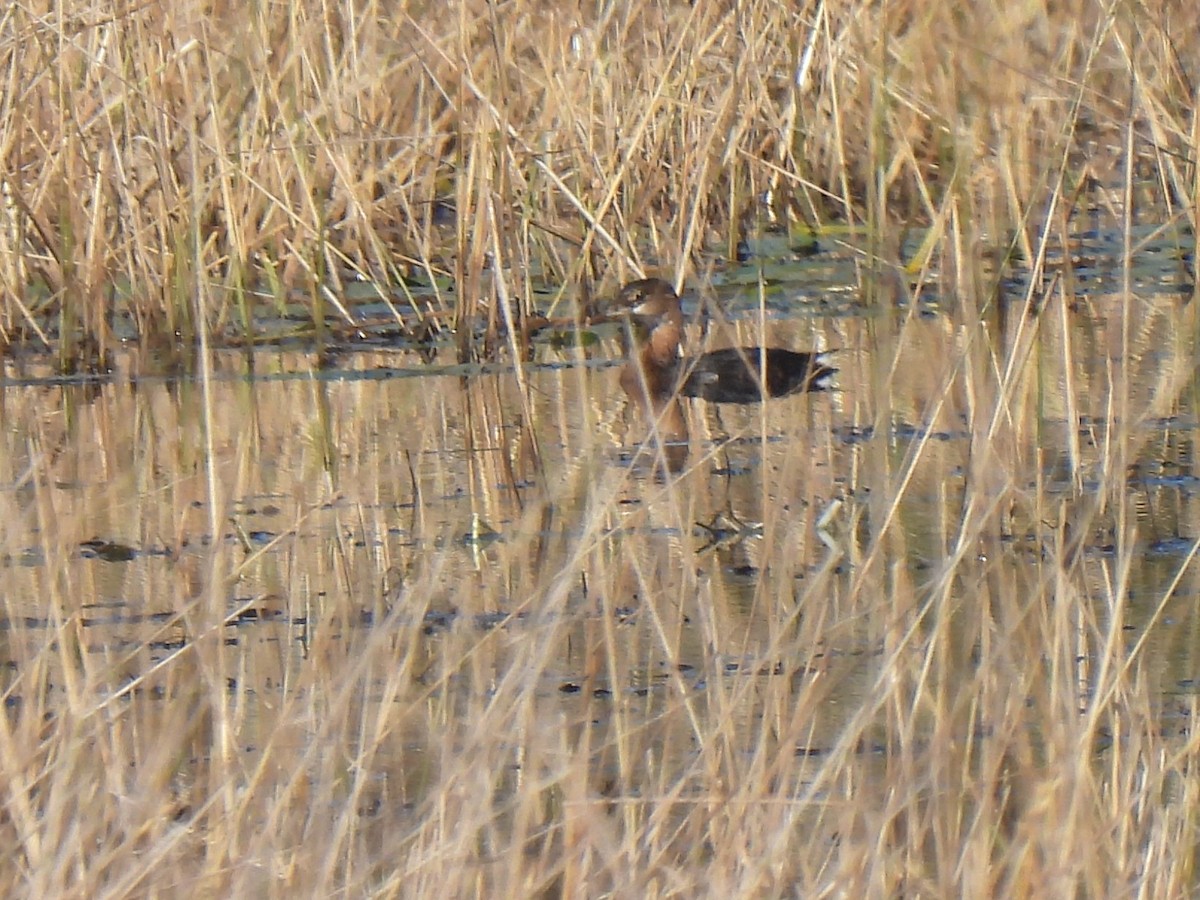 Pied-billed Grebe - ML643314741