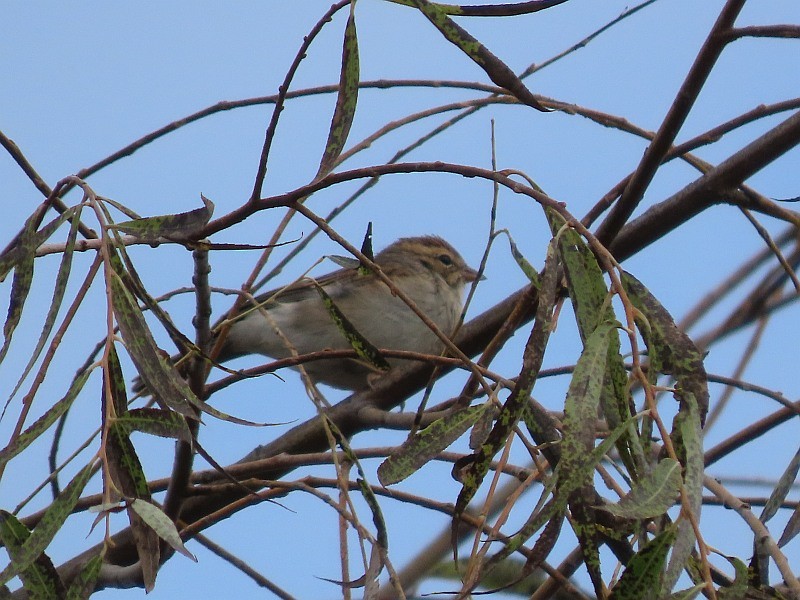 Chipping Sparrow - ML643314742