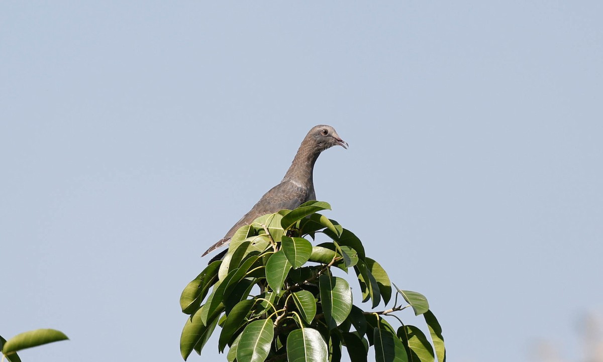 White-crowned Pigeon - ML643314743