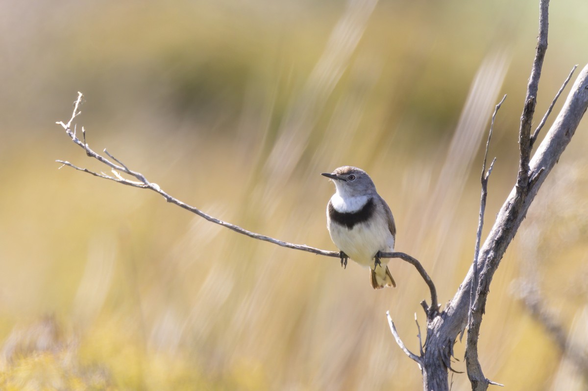 White-fronted Chat - ML643314744