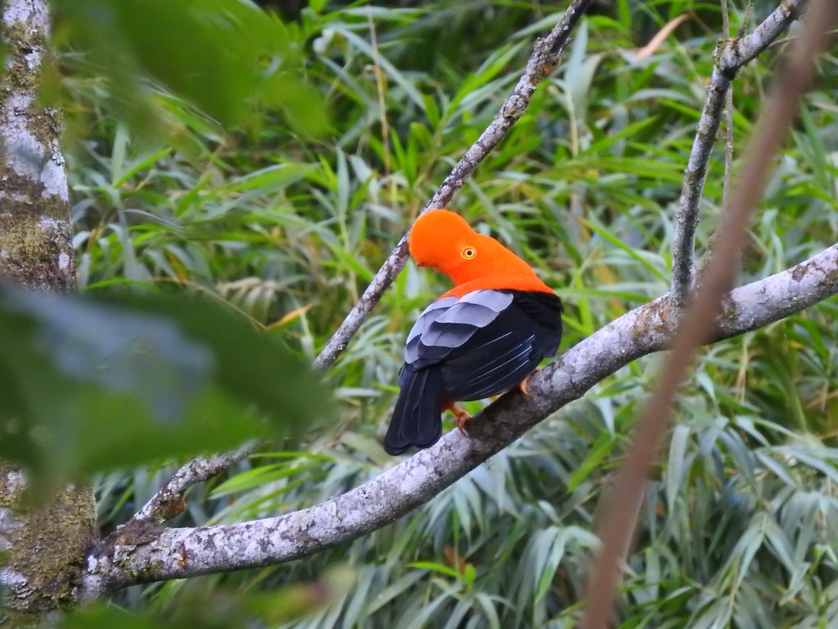 Andean Cock-of-the-rock - ML643314751