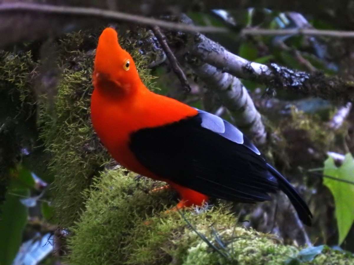 Andean Cock-of-the-rock - ML643314753