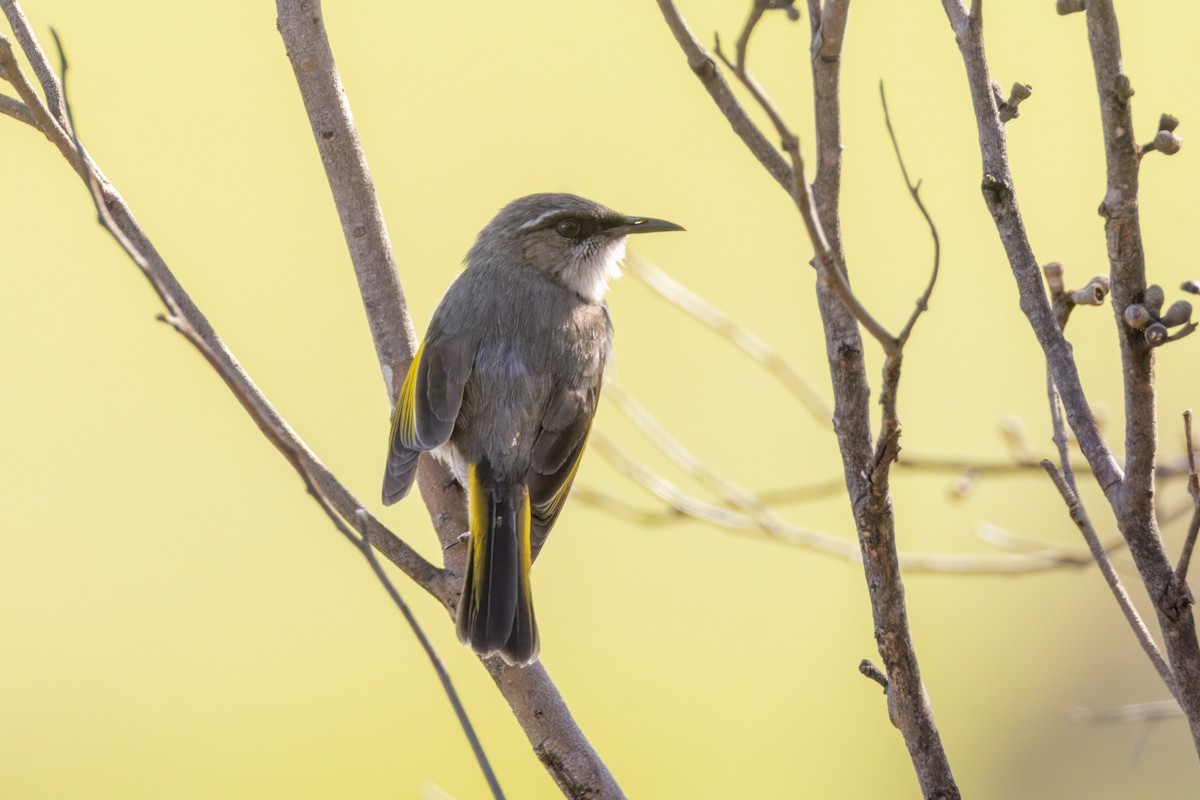 Crescent Honeyeater - ML643314786