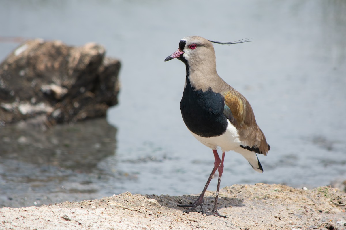 Southern Lapwing - ML643314790