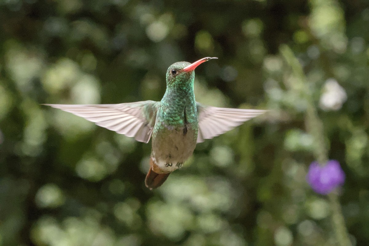 Rufous-tailed Hummingbird - ML643314791