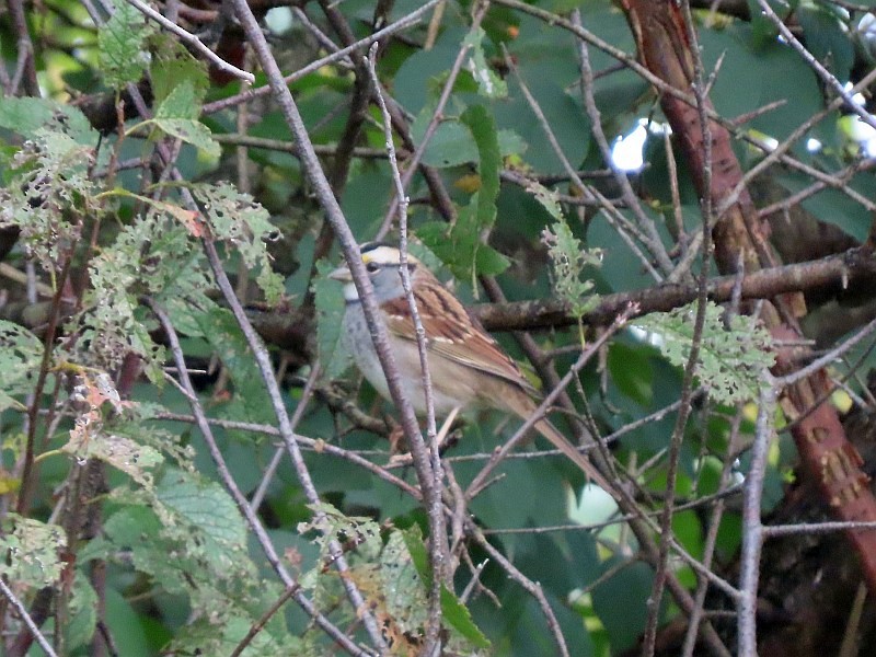 White-throated Sparrow - ML643314796