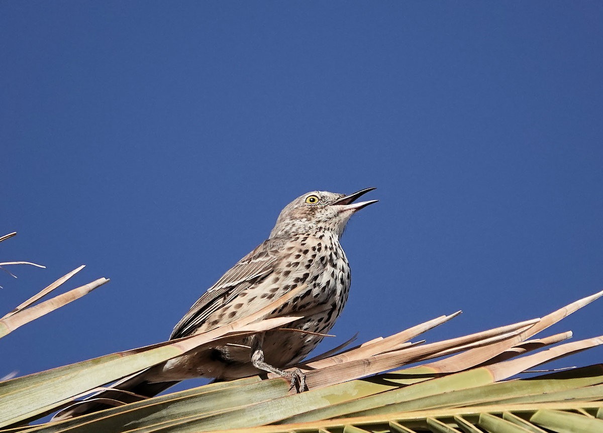 Sage Thrasher - ML643314798