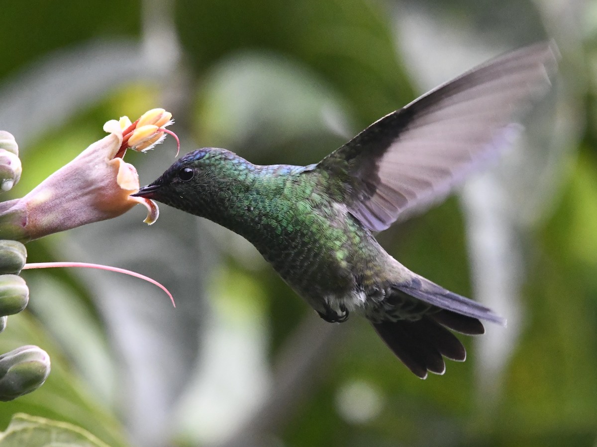Indigo-capped Hummingbird - ML643314799