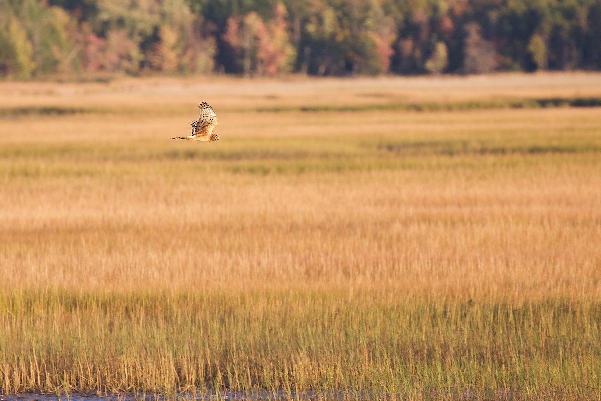 Northern Harrier - ML643314801