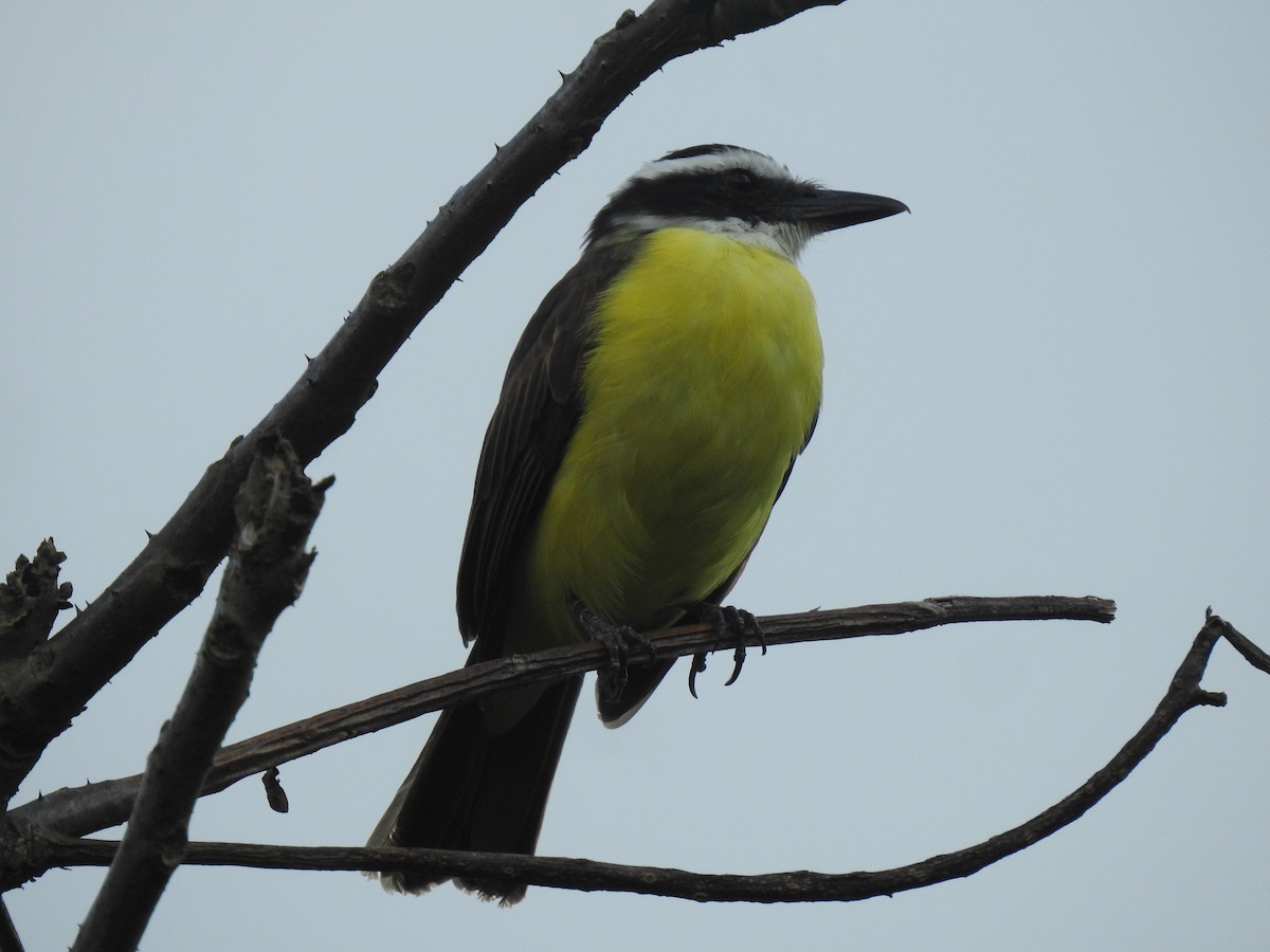 Great Kiskadee - ML643314819