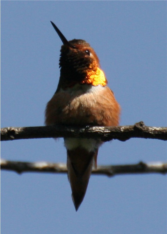 Rufous/Allen's Hummingbird - ML643314820
