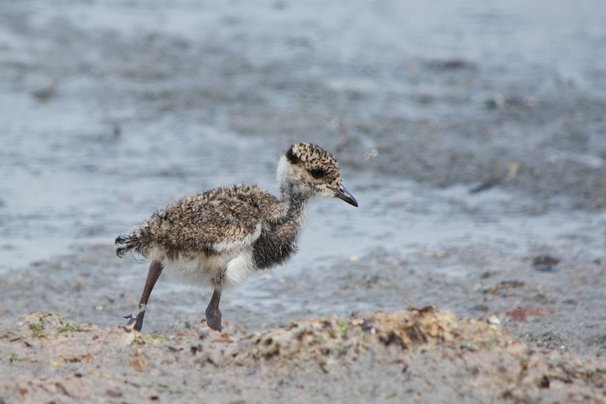 Southern Lapwing - ML643314824