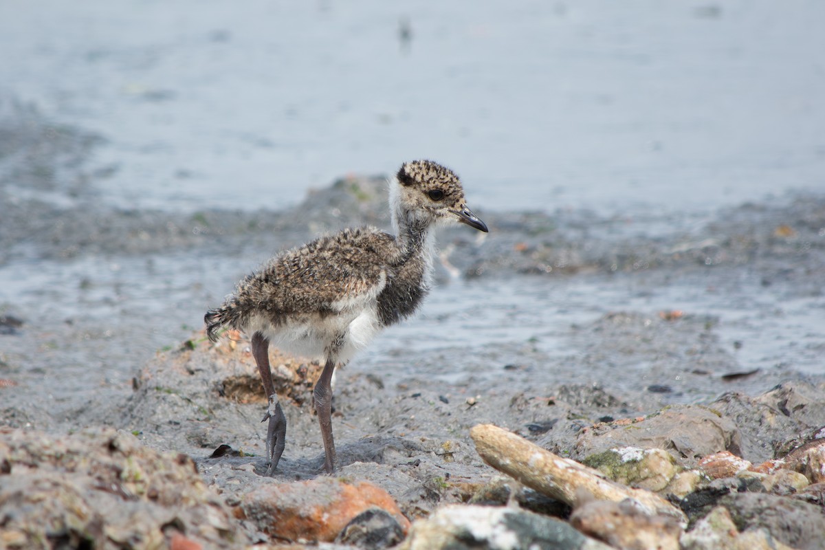 Southern Lapwing - ML643314825