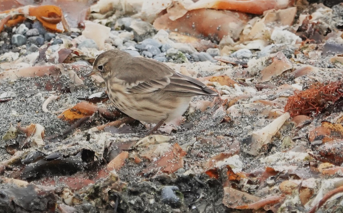 American Pipit - ML643314830