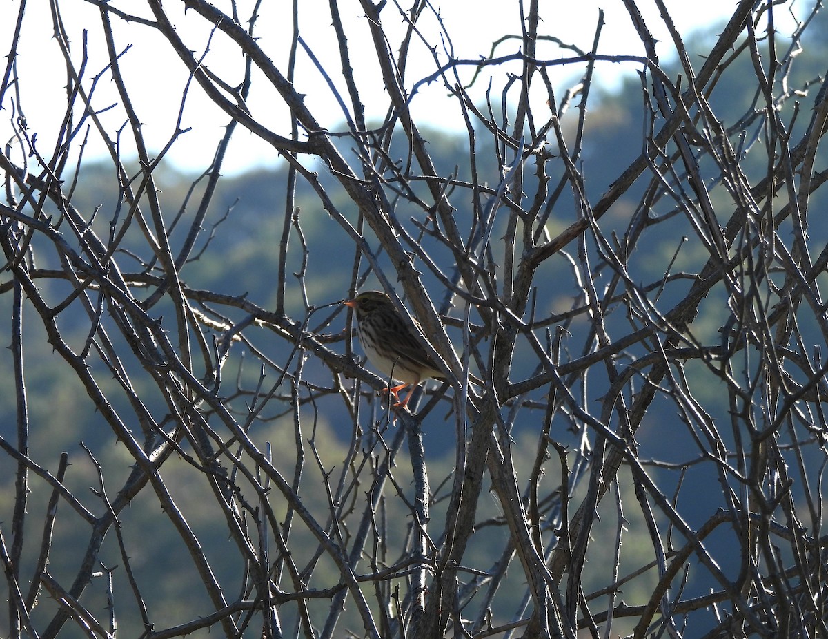 Savannah Sparrow - ML643314836