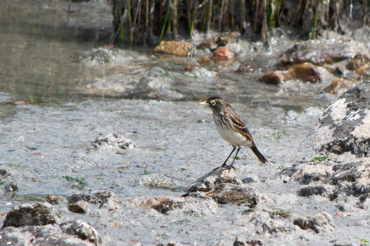 Spectacled Tyrant - ML643314839