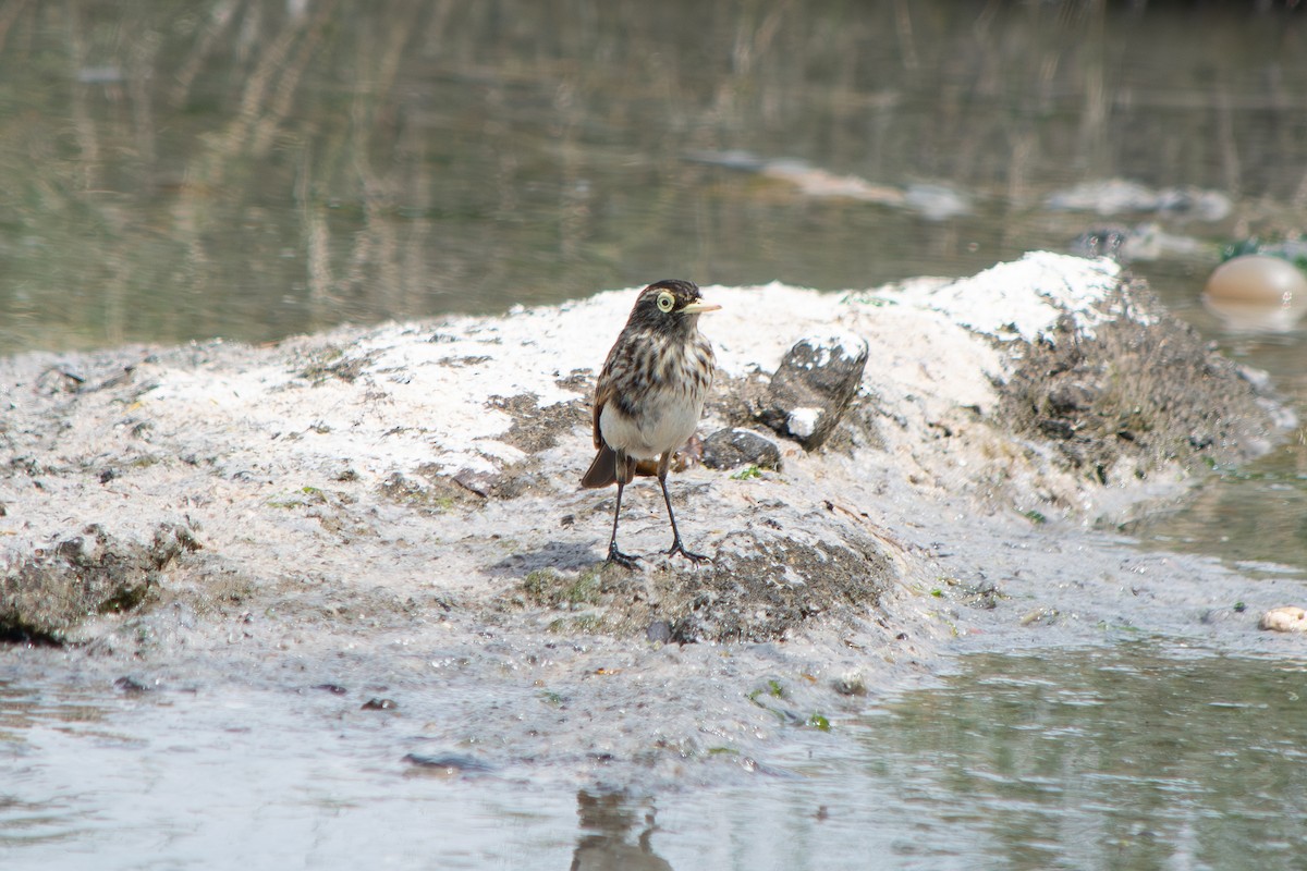 Spectacled Tyrant - ML643314840