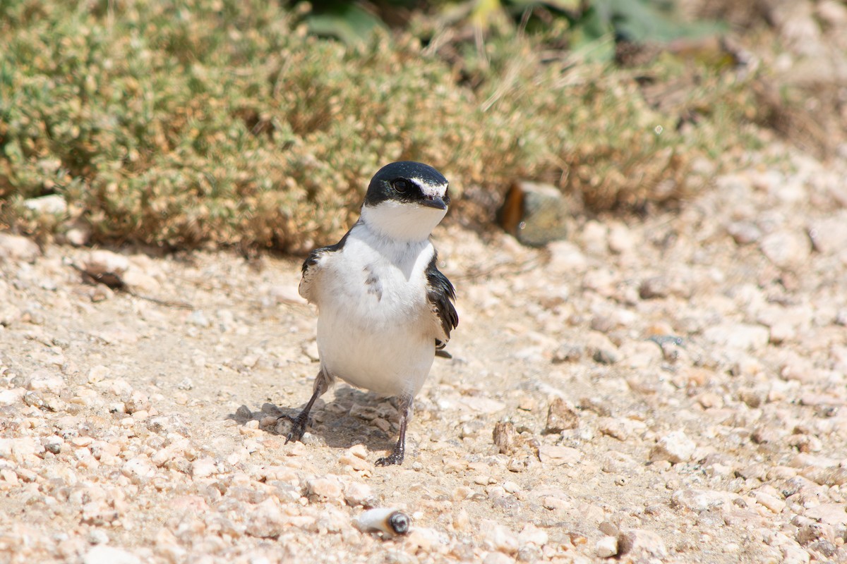 White-rumped Swallow - ML643314854