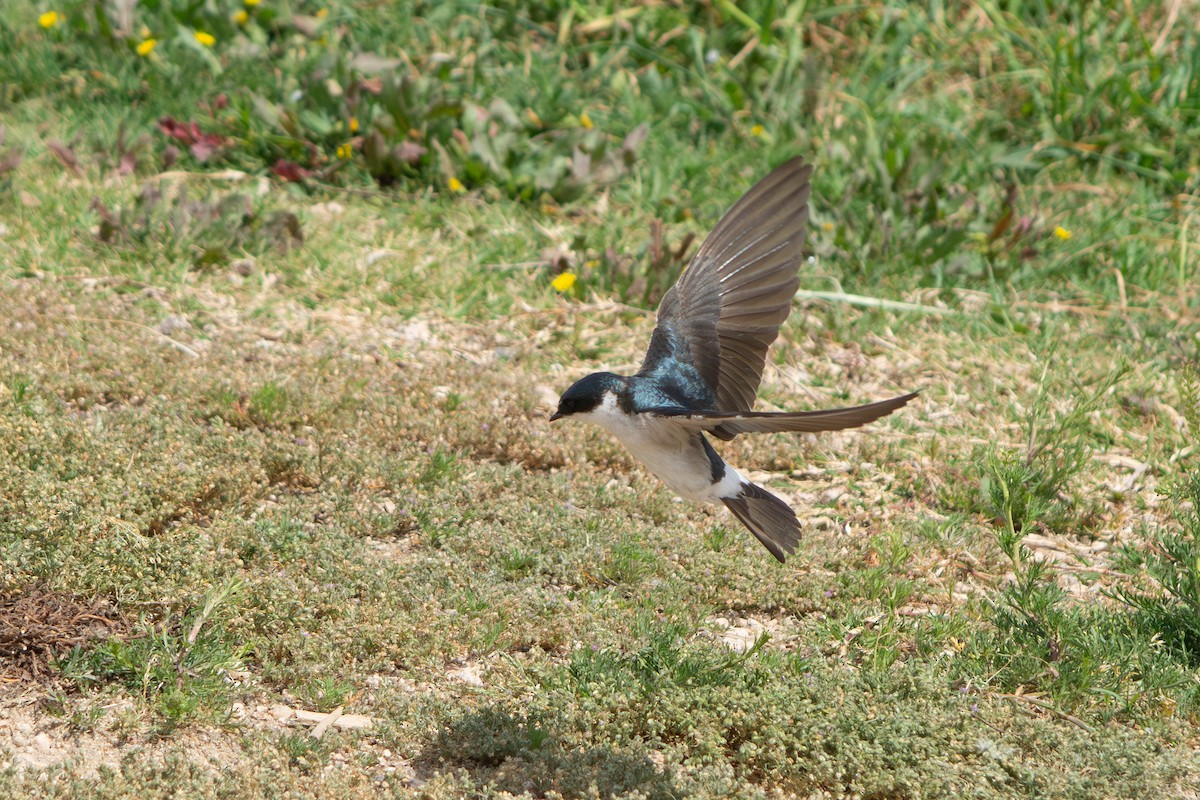 White-rumped Swallow - ML643314855