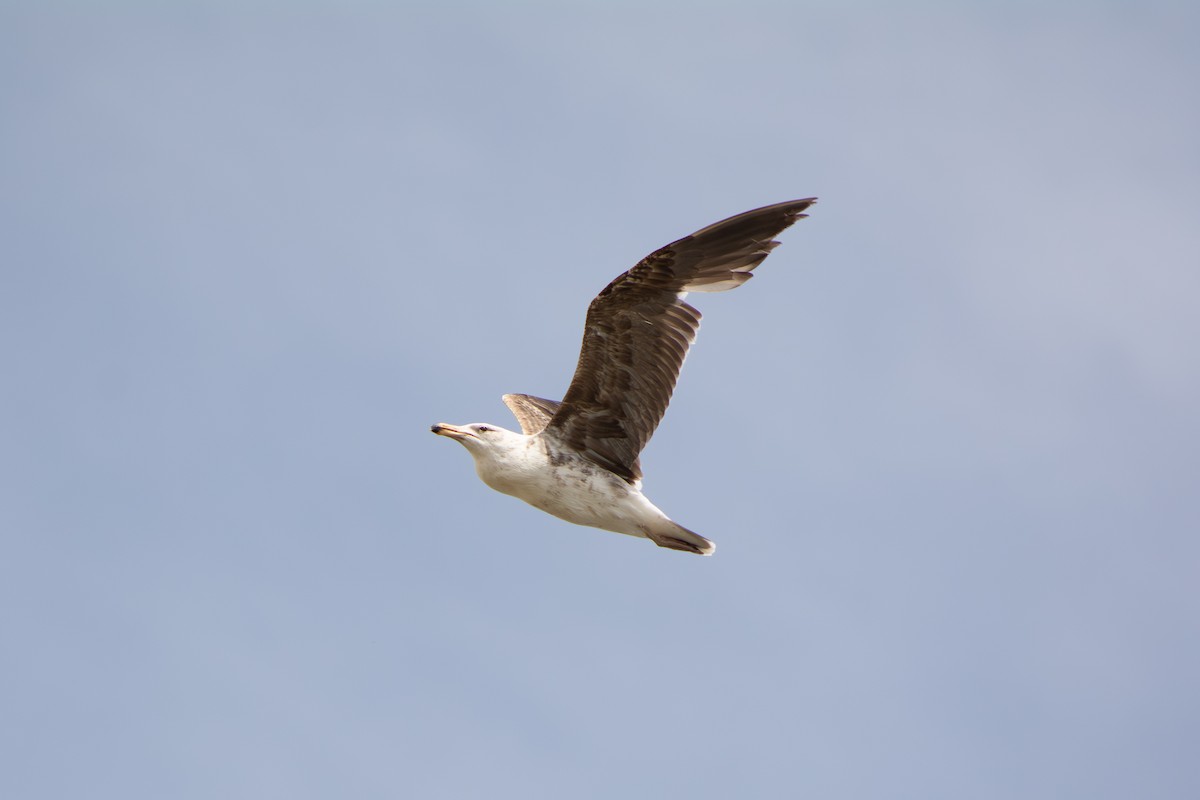 Kelp Gull - ML643314872