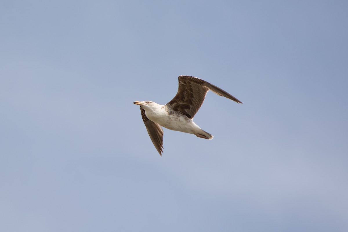 Kelp Gull - ML643314873