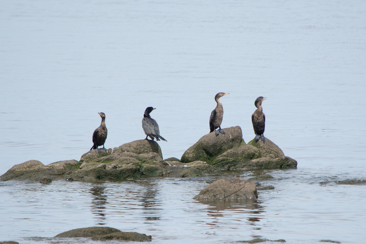 Neotropic Cormorant - ML643314883