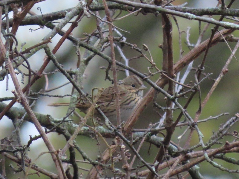 Lincoln's Sparrow - ML643314893